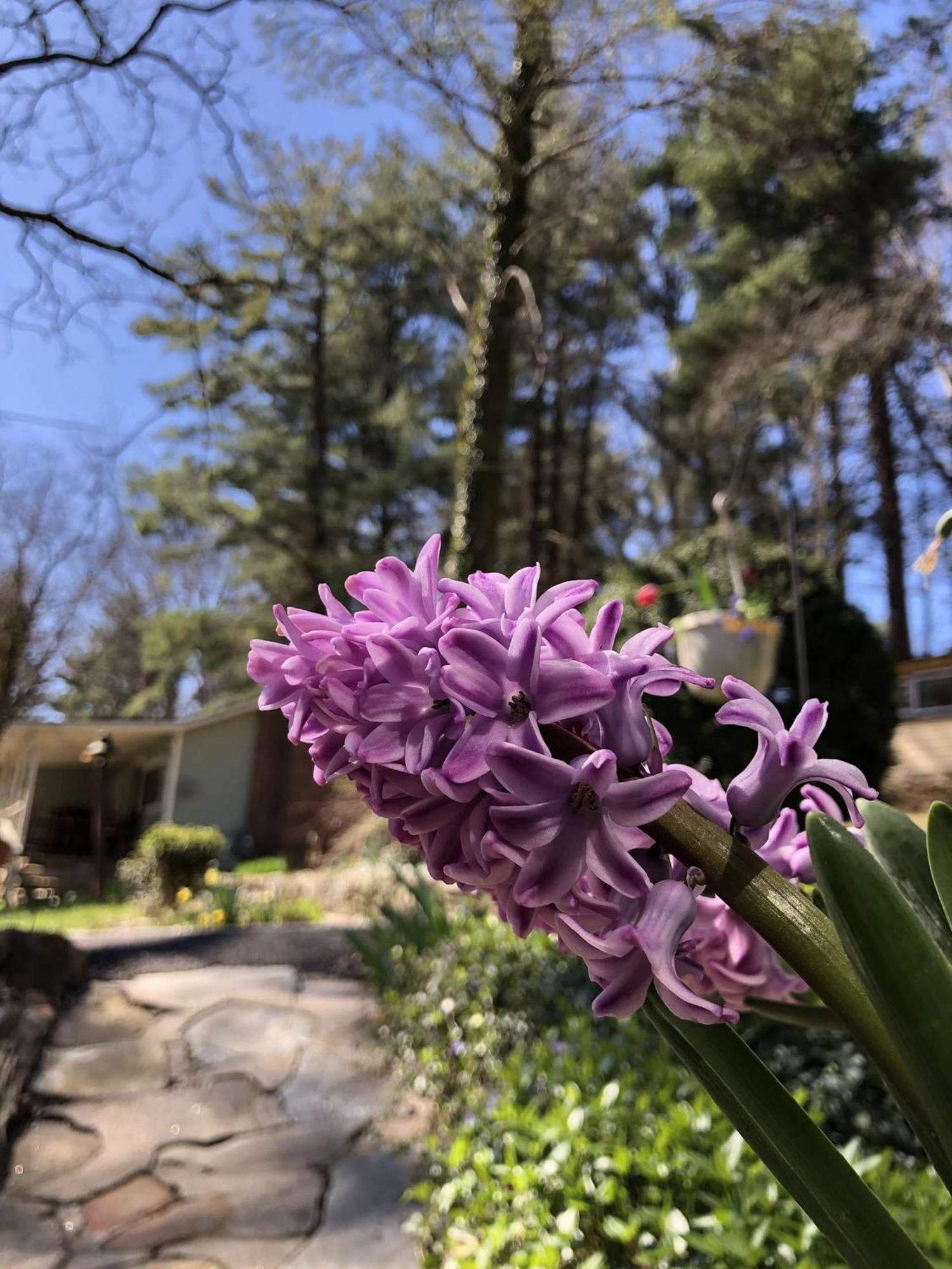 The Pines Cottages Woodfin エクステリア 写真